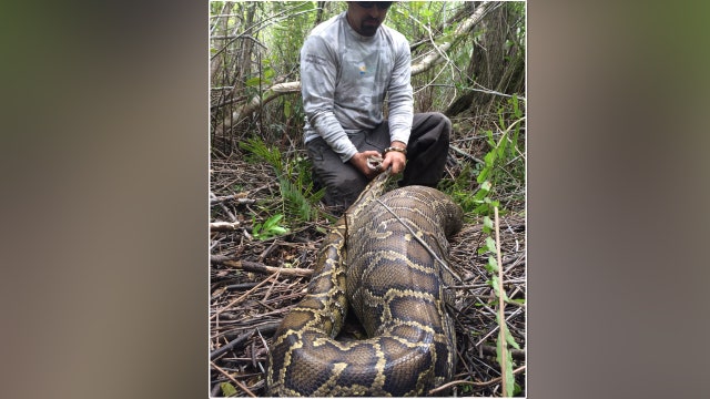 Burmese python swallows white-tailed deer
