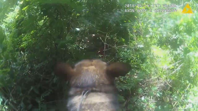 Pasco County K9 tracks, continuously barks at suspect found in woods