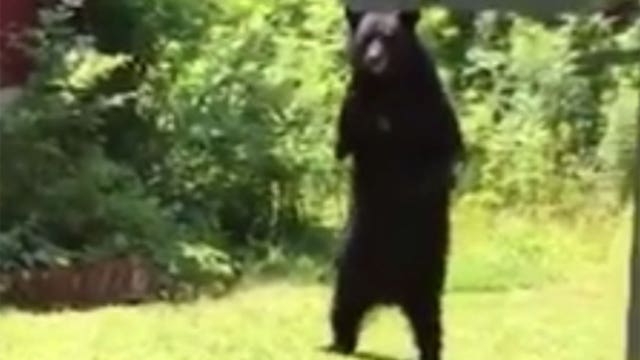 'Pedals' the bear killed during NJ hunt, says activist
