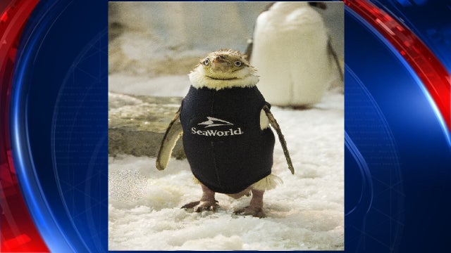 SeaWorld Orlando's 'Wetsuit Penguin' starts the New Year with new feathers