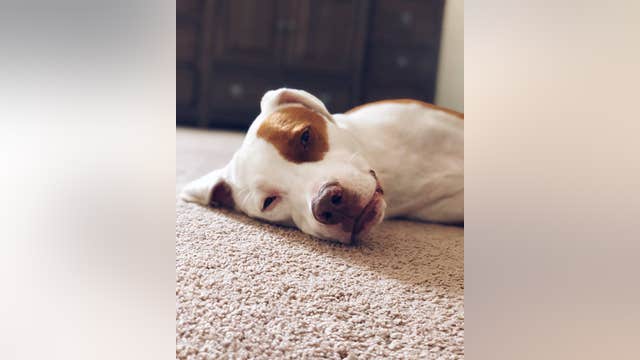 Houston couple warns others after dog's suffocation