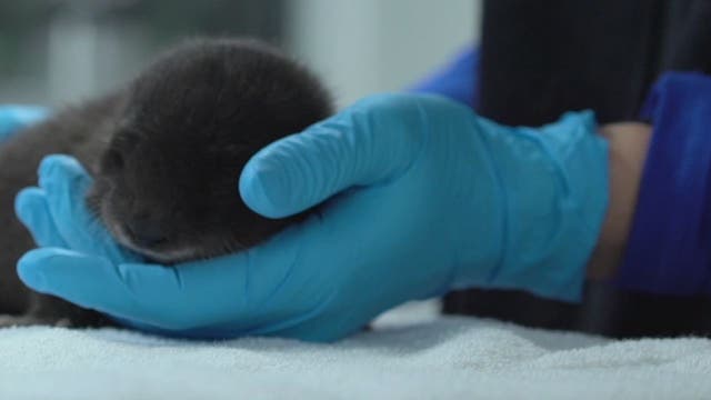 Three-week-old otter found in Odessa backyard