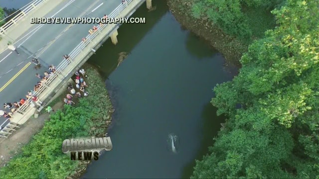 Dolphins have privacy rights?