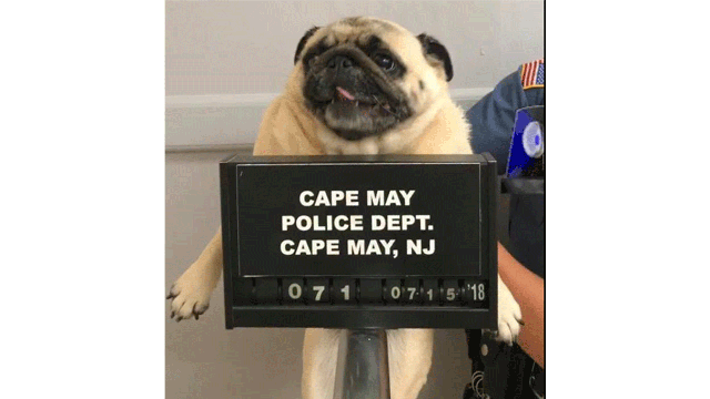 Cops release pug mug shot