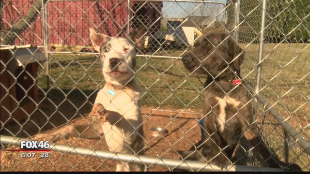 Puppy freezes to death, Animal Control investigating cold complaints