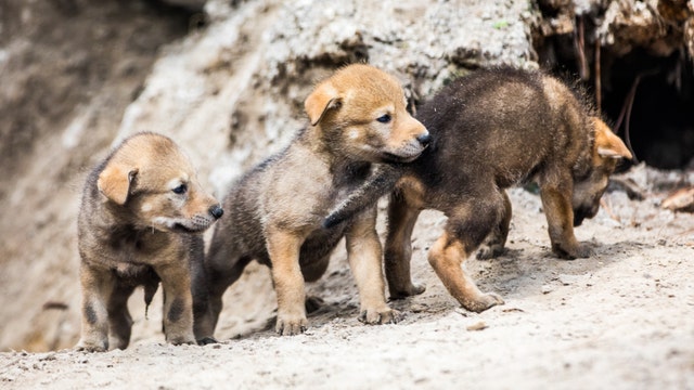 Adorable, endangered red wolf pups born at ZooTampa