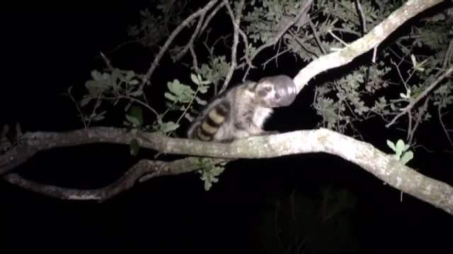Raccoon gets jar stuck on its head while climbing tree