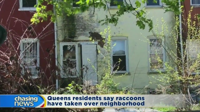 Raccoons take over Queens neighborhood
