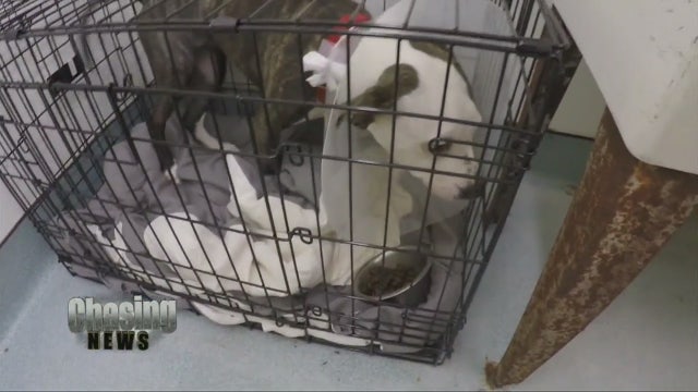 Raising money for abused dog