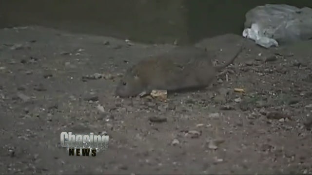 Rat complaints rise in NYC