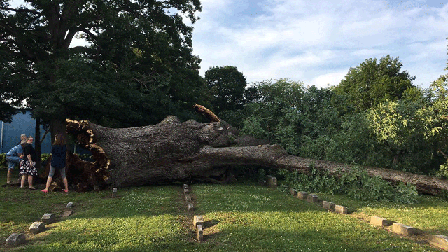 Historic, massive tree collapses in NJ