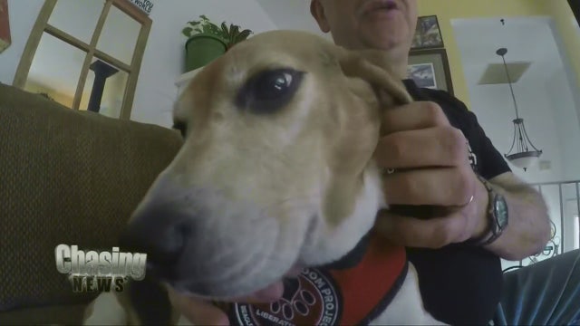 Beagle Freedom Project rescues dogs