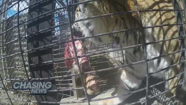 Zoo feeds animals with road kill