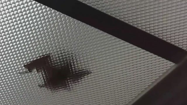 Unexpected guest flew into Round Rock kitchen