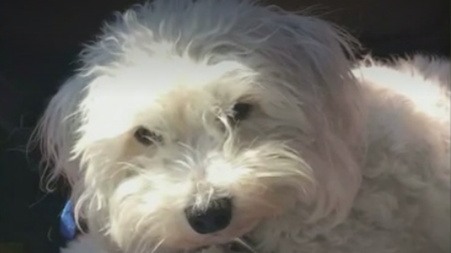 Dog killed after someone tied his legs, threw him on to I-80