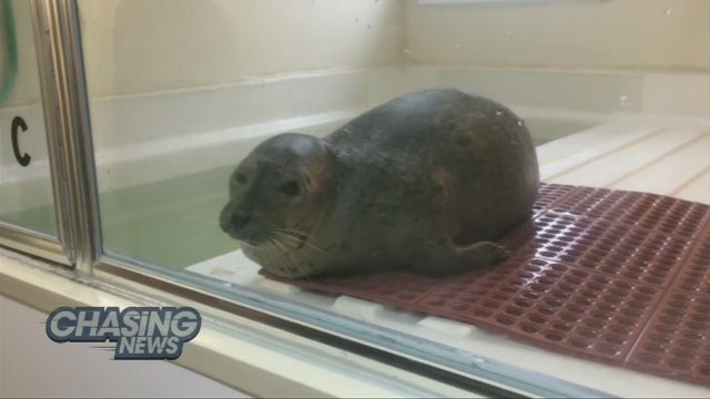 Marine Mammal Stranding Center