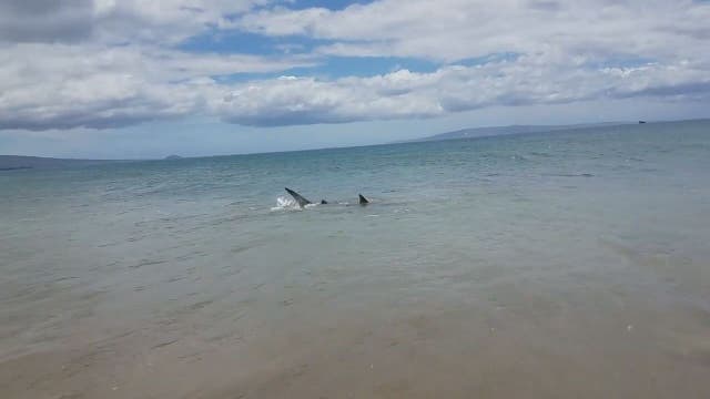 Shark seen hunting along Hawaii shoreline