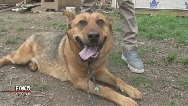 Boy goes to great lengths to keep dog in yard