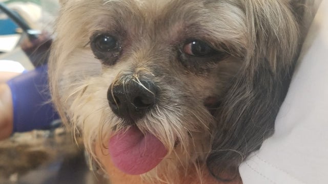Dog stolen from car reunited with owner