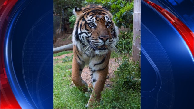 Zoo Atlanta welcomes rare Sumatran tiger