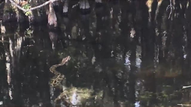 VIDEO: Burmese python fights alligator in Big Cypress swamp