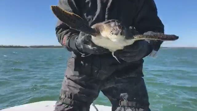 Sea turtles rescued from cold Panhandle waters