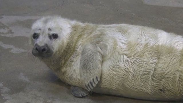 Gray seal pup triples its weight since birth
