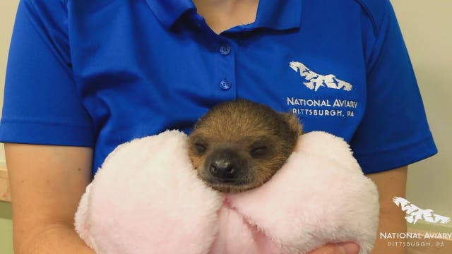 Baby sloth makes debut at Pittsburgh zoo