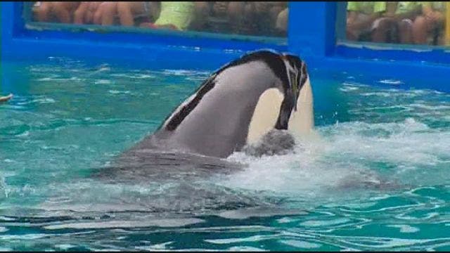 Florida moves to ban orca shows and breeding