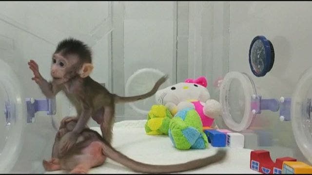 Scientists successfully clone monkeys; are humans up next?