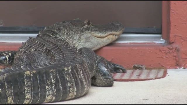 KNOCK KNOCK: Gator at the door at Florida home