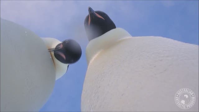 Penguins share selfie session using researcher's camera