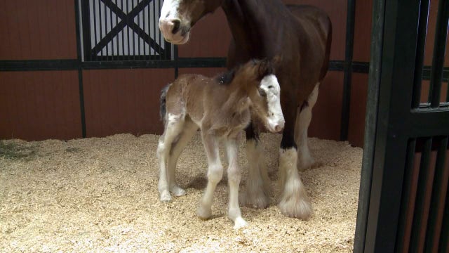 Cheers! Clydesdale farm welcomes newest colt
