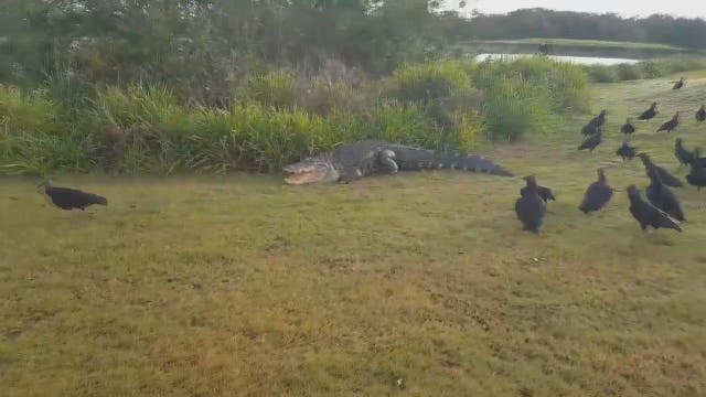 Gargantuan gator makes appearance at Palmetto golf course