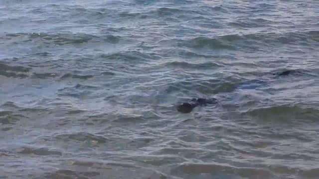 Alligator shows up at Tampa beach