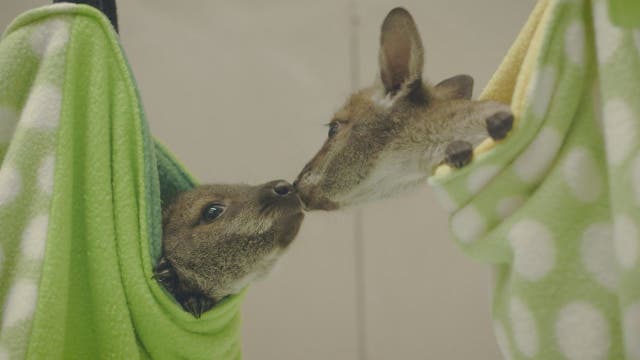 San Diego Zoo welcomes 3 adorable wallaby joeys