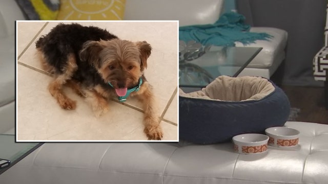 Tampa family's dog dies during PetSmart grooming appointment