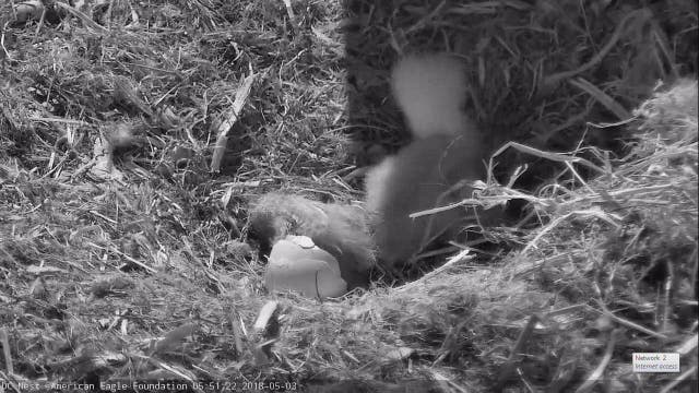 Second eaglet hatches at US National Arboretum