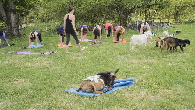 Goat yoga comes to Virginia, and it's the cutest thing ever
