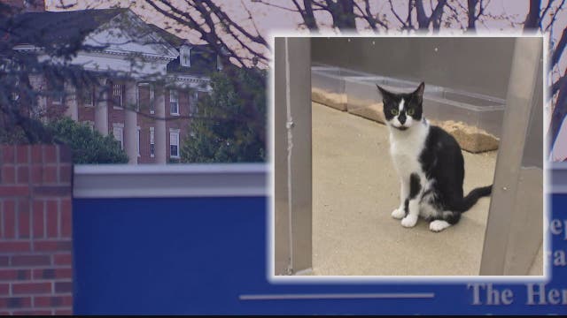 Congressman calls for investigation for reported kitten killings at USDA test lab in Beltsville
