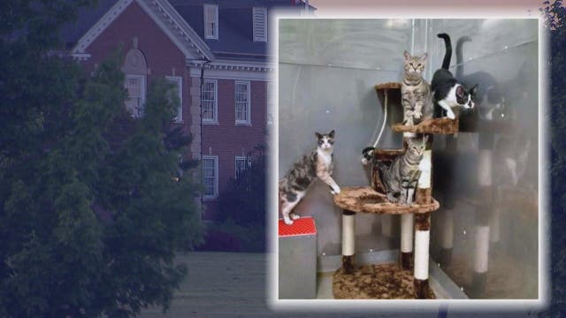 USDA operates taxpayer funded 'kitten slaughter house,' watchdog group says