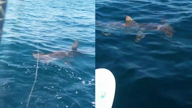 Watch: Hammerhead shark circles kayaker off Panama City Beach