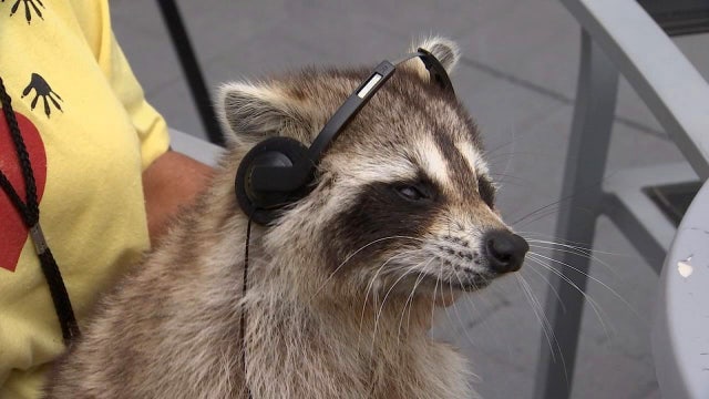 Blinded raccoon encourages respect for wildlife