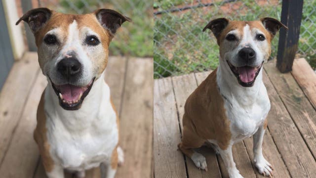 Longtime shelter rescue searching for furever home, he's been waiting 9 years