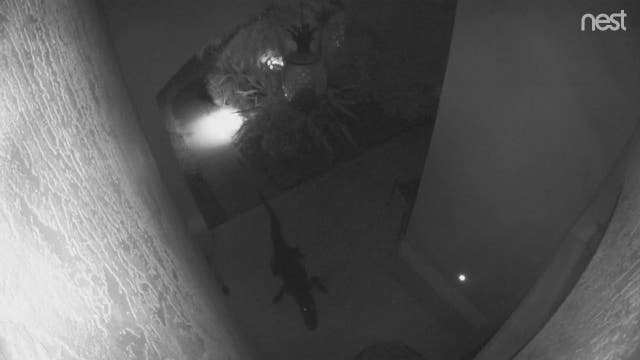 Alligator moves porch furniture in Bradenton