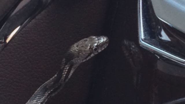 Virginia woman startled by snake after it slithers through car's air vent while she was driving