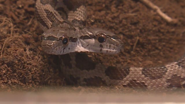 Louisiana woman adopts rare two-headed snake