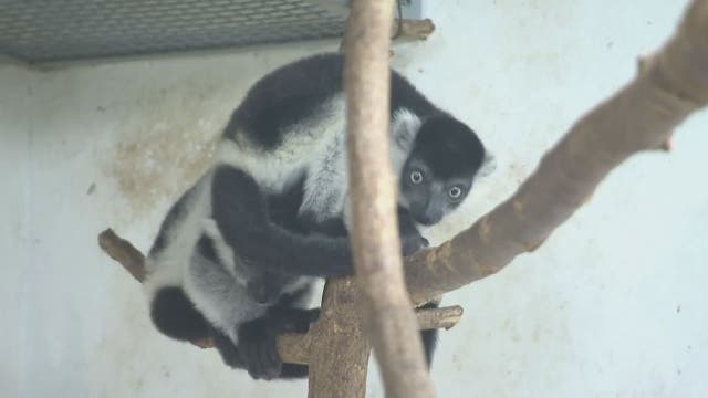 Prague zoo confirms birth of three rare lemurs