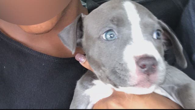 Pit bull puppy stolen at gunpoint in Southeast DC
