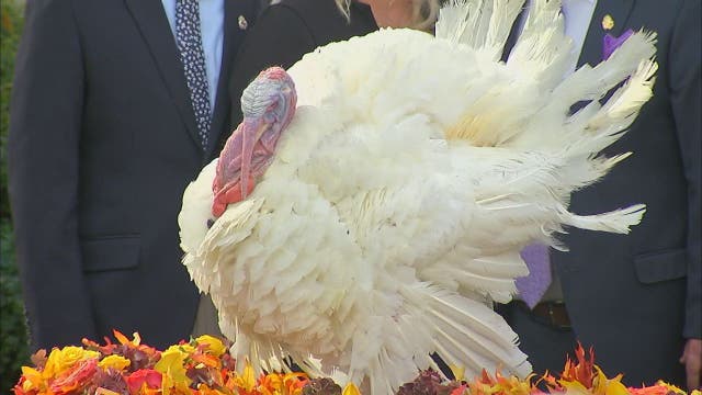 President Trump pardons Thanksgiving turkeys 'Wishbone' and 'Drumstick'